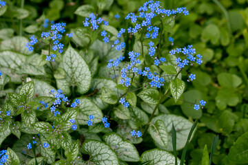 Wall Mural - Brunnera macrophylla. Large green leaves and inflorescences with small blue flowers have formed continuous thickets.