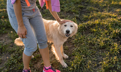 Wall Mural - Portrait of white big dog . White alabai dog looking at camera. sunny summer in sunset. love and care for the pet.