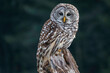 Barred owl perching on the tree stump