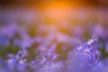Wall Mural - ground level flowers in magical light, can be used as natural blurred background.