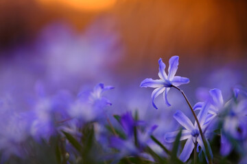 Wall Mural - Ground level flowers in magical light, can be used as natural blurred background.