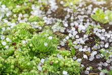 Hail After Hailstorm On Green Plant In Garden Close Up. Ice Balls After Spring Summer Thunderstorm
