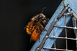 wild bees mating on the roof of a bee hotel in early spring