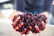 © Laura Kudritzki  - hand holding fermented red grapes