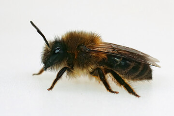 Sticker - Closeup on a hairy female Vernal colletes cunicularius against a