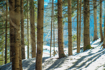 Wall Mural - beautiful shot of high trees in a mountainous forest with a snowy ground