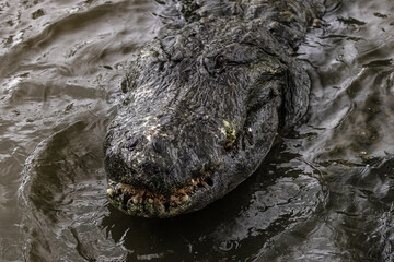 Canvas Print - Close-up shot of an alligator in the water.