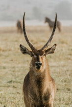 Vertical Shot Of A Waterbuck Looking Upfront