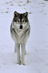 Canvas Print - Vertical closeup shot of a gray wolf walking on the winter snow in the forest