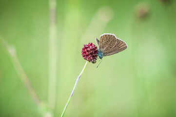 Poster - selective focus shot of dusky large blue (phengaris nausithous) perched on a plant