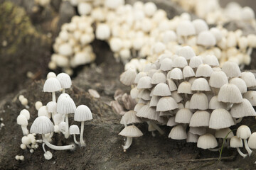 Sticker - Some beautiful mushrooms on the ground