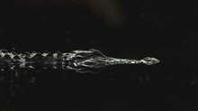 Closeup Of An Alligator In Water At Night