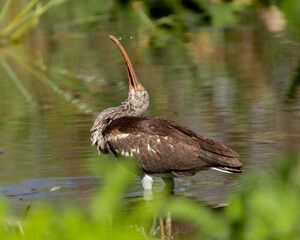 Wall Mural - Selective focus shot of an Ibis drinking water in the pond