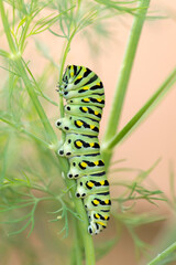 Wall Mural - Black Swallowtail Caterpillar on Dill