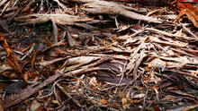 Fallen Bark On The Karri Forest Floor