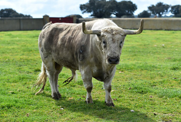 Wall Mural - spanish bull with big horns