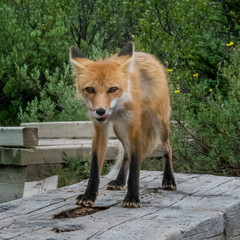 Poster - Red Fox Licks Chops