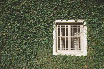 Wall Mural - Window on the grass, ivy growing on the wall. Ecology and green living in city, urban environment concept. Thailand. 