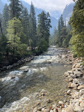 Flowing Mountain River With A Rocky River Bed, Tall Pine Trees In Yosemite National Park