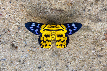 Poster - yellow gossamer, winged, brush-footed, butterfly, butterflies