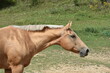 palomino mare's head while out in a green field