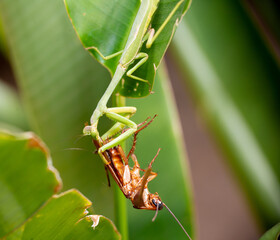 Poster - Green exotic praying mantis eating a cockroach. Carolina mantis, Stagmomantis carolina