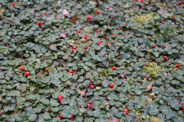 Shot of cotoneaster dammeri