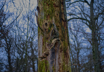 Closeup shot of poplar tree bark in the forest