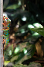 Selective Focus Shot Of A Chameleon Resting On A Vertical Branch In The Wild