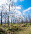 The burnt pine forest is recovering 002