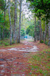 A forest road in a coniferous forest  001