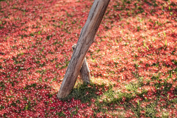 Poster - Red flowers fall in the park at dawn.