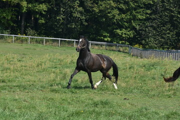 dark bay dutch warmblood gelding trotting in large green pasture in front of forest