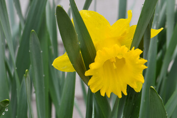 Canvas Print - Daffodil Trumpet 07