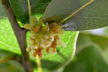 Bay Laurel Blossom Cluster 06