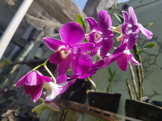 orchid flower, close-up photo with natural background