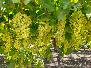 Close up image of harvesting Green grapes with green leaves, fresh fruits.