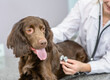 Vet doctor is making a check up of a adult spaniel dog with stethoscope at clinic