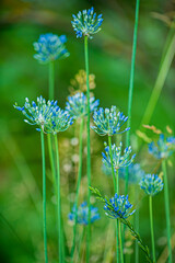 blue onion flowers in the garden