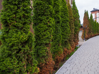 green coniferous tree with some dried branches. american arborvitae tree, thuja problems and disease