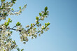 © сергей назаров - Spring flowering. White flowers on a tree against a clear blue sky in clear sunny weather. Flowering fruit tree. Spring mood.