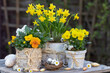 gelbe Hornveilchen und Narzisse in Birkenrinden-Blumentöpfen als rustikale Frühlingsdekoration