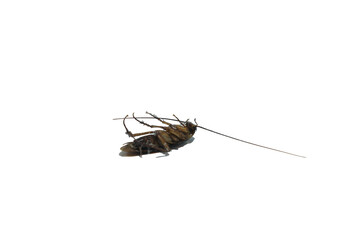 Cockroaches are disgusting and omnivorous creatures, a primitive animal that many fear is a source of germs, preferring to live in damp places- with on white background