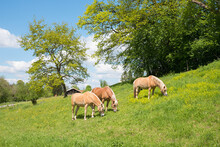 Three Horses Grazing On Lush Green Pasture, Sunny Spring Landscape Upper Bavaria