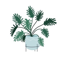 Wall Mural - Potted house plant, thaumatophyllum xanadu. Interior houseplant growing in planter. Indoor leaf decor in flowerpot. Room vegetation, philodendron. Flat vector illustration isolated on white background