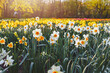 Field of yellow and white daffodils. Barrett Browning Daffodil