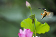 © View Stock - natural Kingfisher and lotus in pond