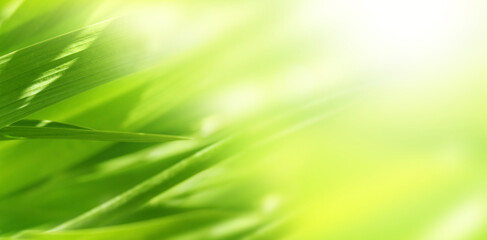 Fotomurales - Sunny spring background with green grass. Horizontal summer banner with leaves on abstract greenery backdrop