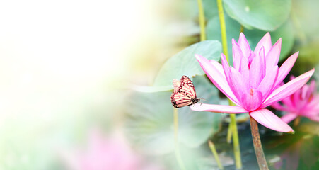 Fotomurales - Horizontal banner with beautiful pink lotus flower and Monarch butterfly