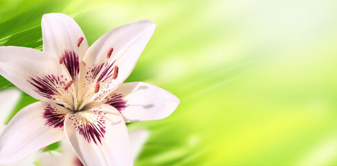 Fotomurales - Lily on sunny beautiful nature spring background. Summer scene with Lilium flower of white color